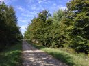 Forêt de Traconne